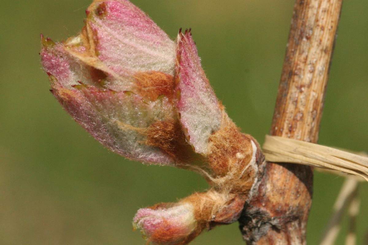 Grapevine graft