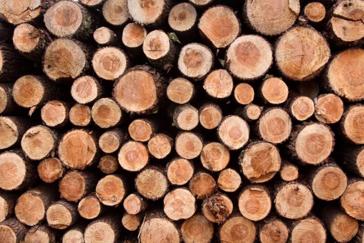 Sägen und Hobeln von Holz