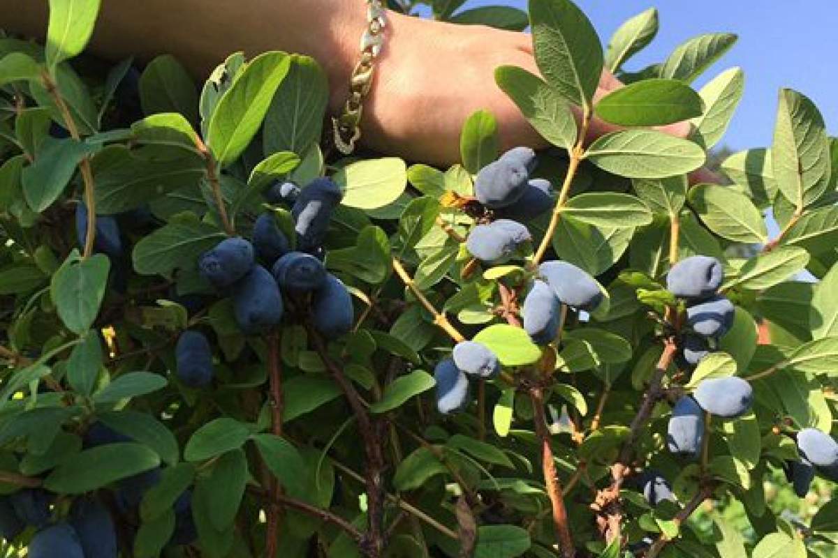 HASKAP, družba za trgovino in storitve, d.o.o.