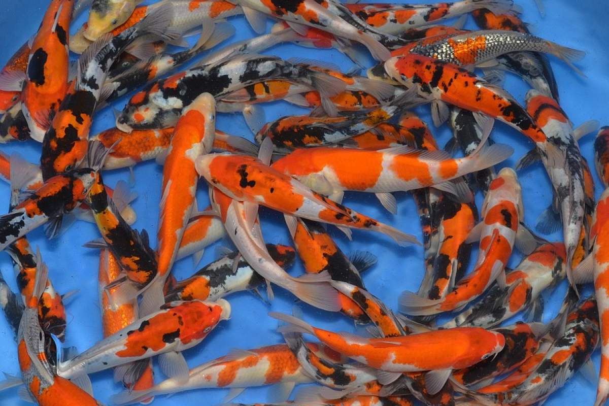 JAPONSKI KOI, prodaja in vzgoja okrasnih rib, Damijan Nipič s.p.