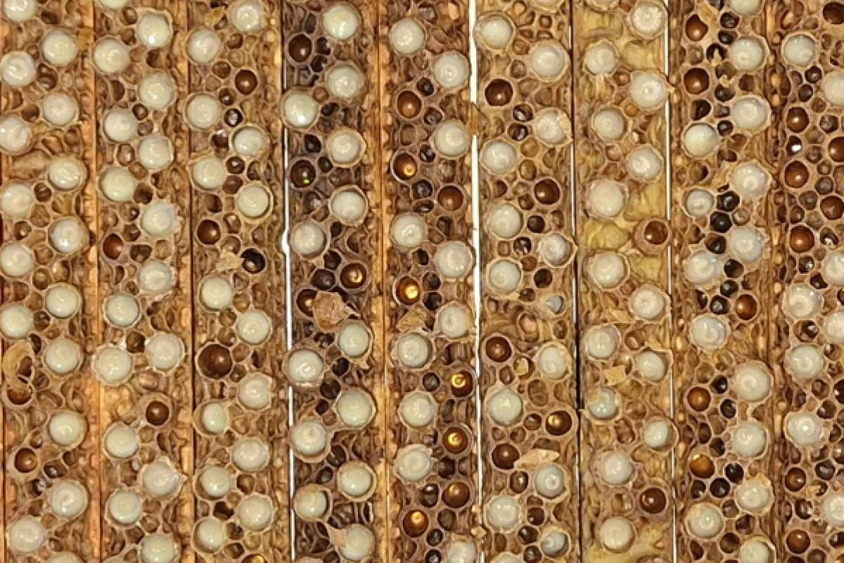 







Čebelarstvo Metelko

