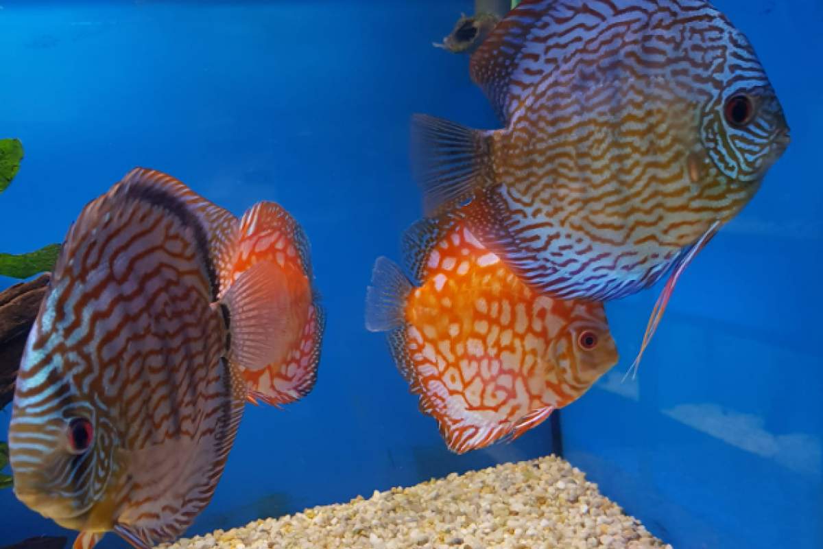 AQUARIUM, d.o.o., Lesce