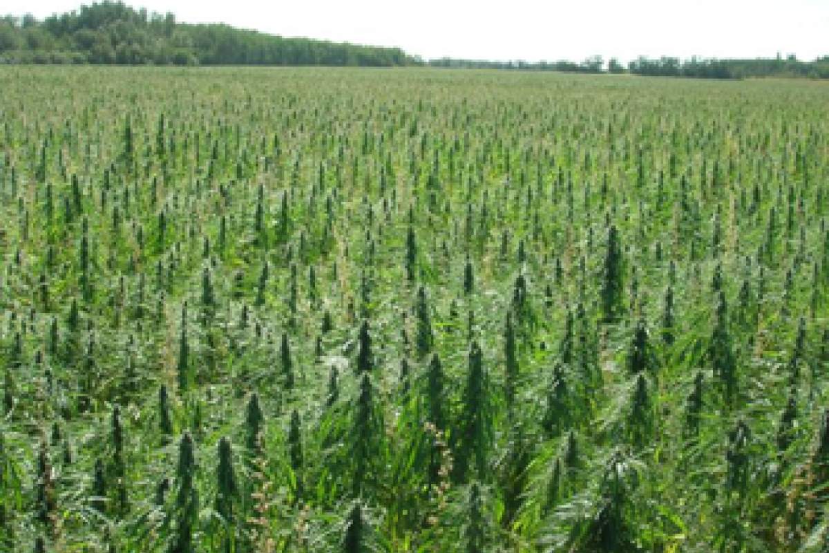 NATURAL MYSTIC SHOP, specializirana trgovina na drobno, Tedeja Vinkovič s.p.