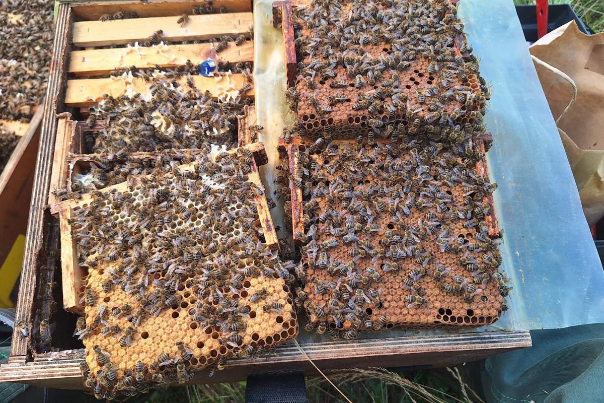 







Čebelarstvo Metelko

