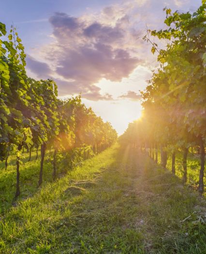 Vino di casa