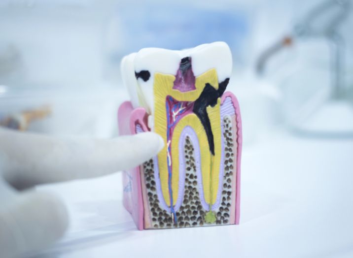 Stam, dentista self-pay a Nova Gorica