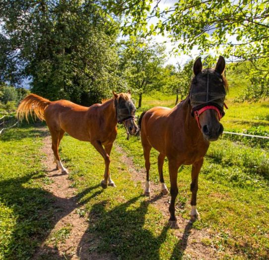 Family farm Tržič