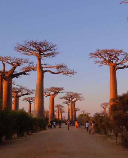 Group trips to Africa, Kenya, Namibia, Asia, Sri Lanka