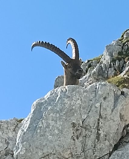 Wildlife Slovenia