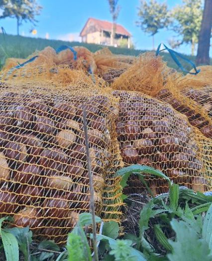 Königinnenzucht für Imker Österreich, Deutschland und süßer Kastanienhonig