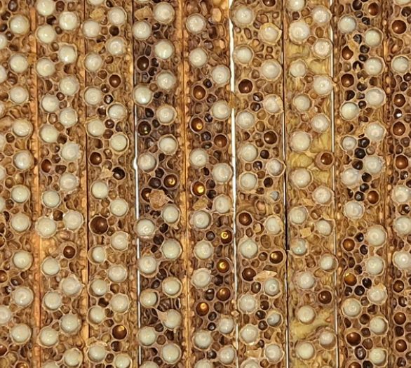 Praxisnahe Schulungen für Imker