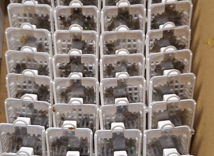 Königinnenzucht für Imker Österreich, Deutschland – Hochwertige Bienenköniginnen