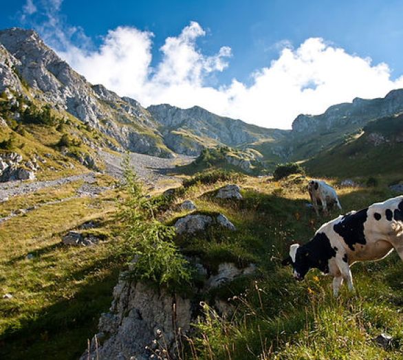 Organized hiking Slovenia