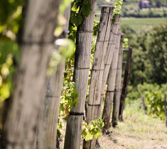 Quality red wines from Goriška