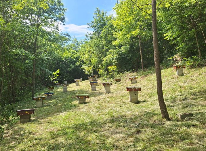 Queen bee breeding Europe