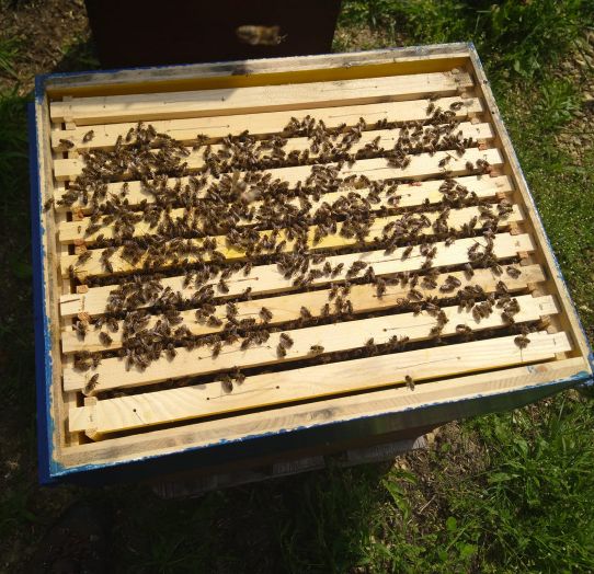 MS Carnica Queens Slovenia