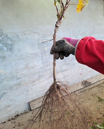 Sale of grapevine grafts Slovenia