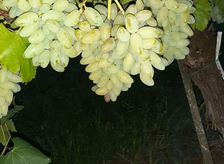 Quality grapevine grafts Slovenia