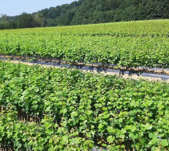 grapevine grafts