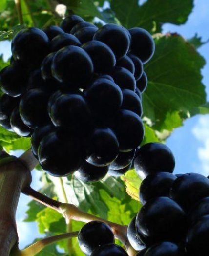 Petrič Winery