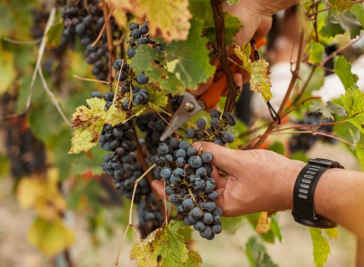Wine tastings Goriška