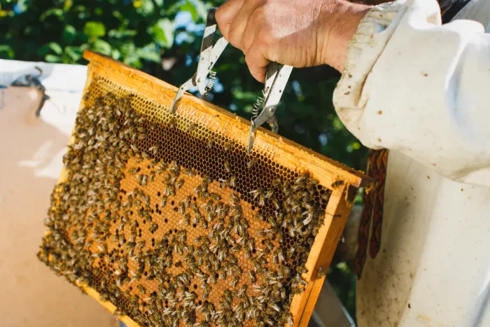 Kleine Bienen mit großer Bedeutung