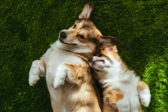Hundetagesstätten und Hundehotels