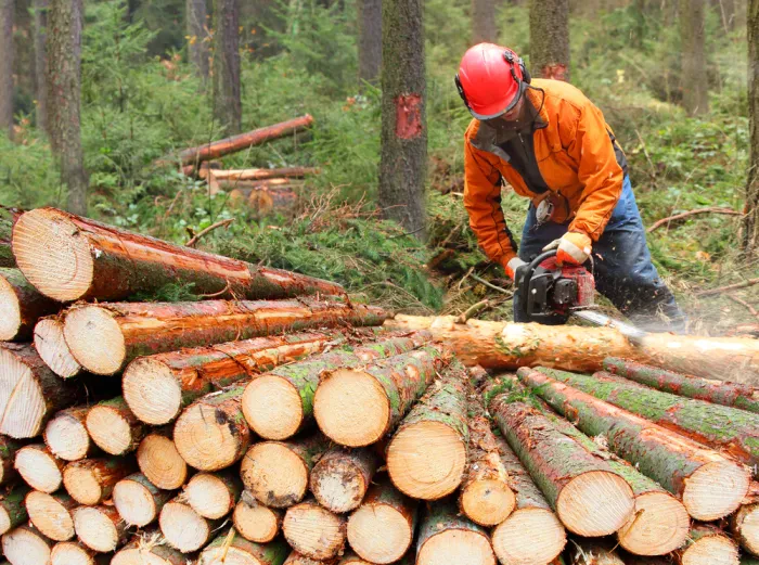 Die Holzindustrie und die Forstwirtschaft