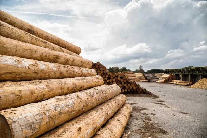 Wo Wälder Zukunft wachsen lassen
