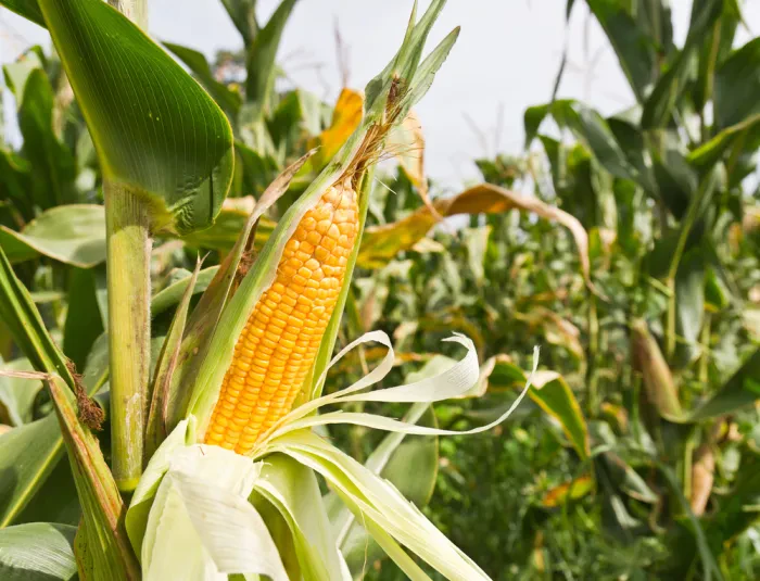 Welt von Landwirtschaft