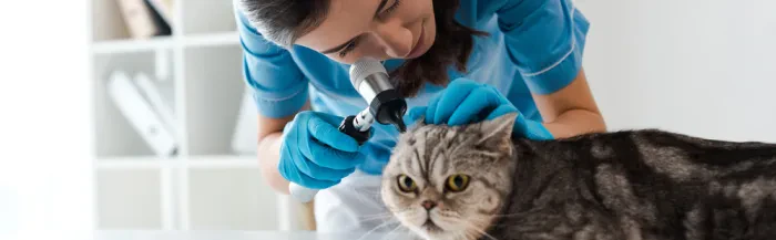 Veterinärdienste sorgen für Gesundheit und Wohlbefinden von Tieren