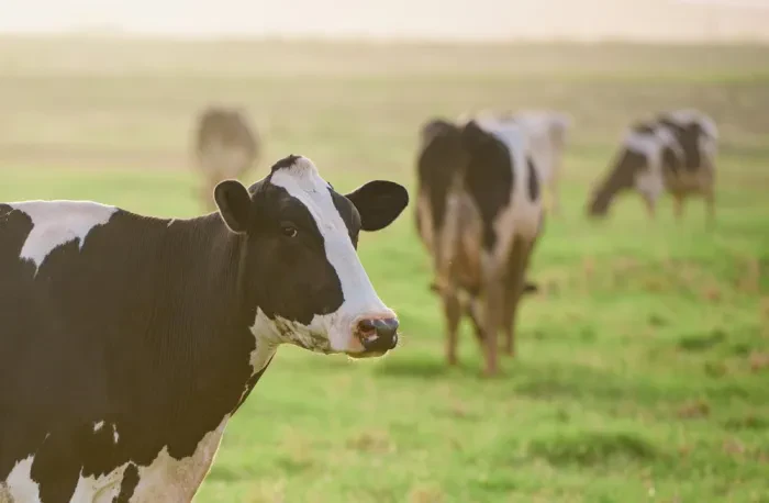 Viehzucht verbindet Erfahrung, Verantwortung und moderne Landwirtschaft