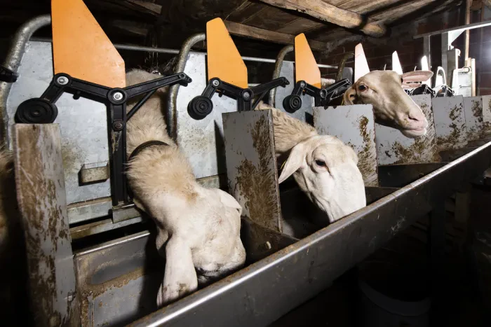 Tierwohl steht im Mittelpunkt einer erfolgreichen Viehzucht