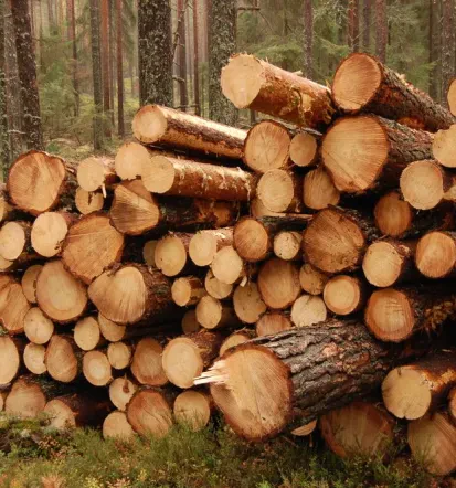 Schnittholz, Holzpaletten und Bauholz