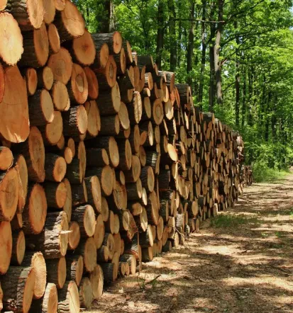 Herstellung von Holzprodukten