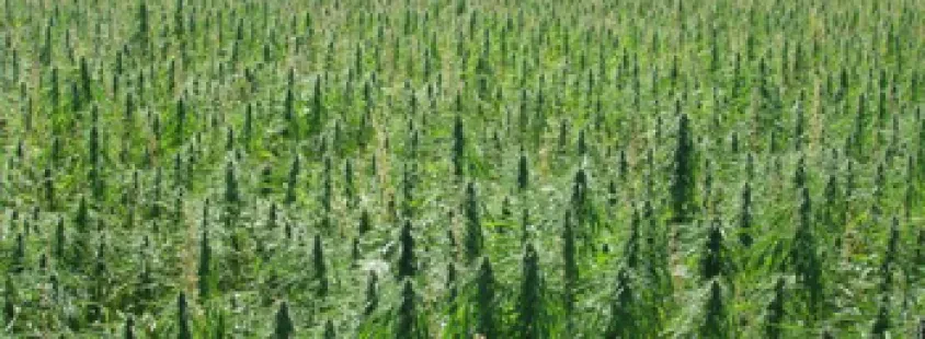Quality cannabis products Slovenia, NATURAL MYSTIC SHOP