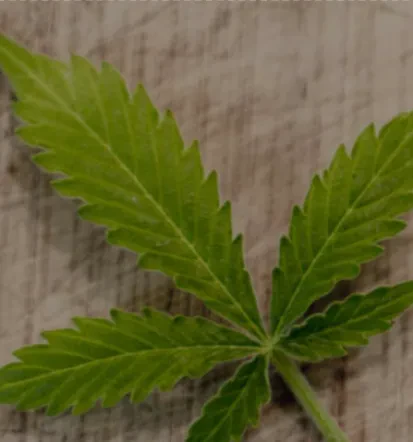 cannabis products