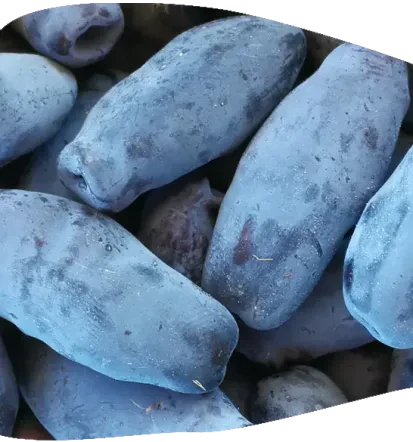 Haskap berries