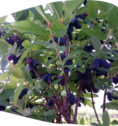 Haskap berries