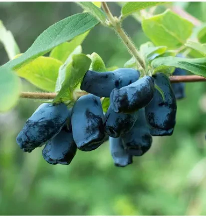 Haskap berries