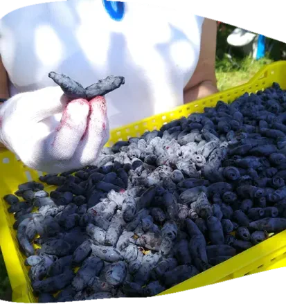 Haskap berries