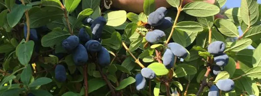 Haskap berry products Slovenia, HASKAP d.o.o.