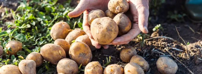 Sale of potato products Slovenia - IN-RENE d.o.o.