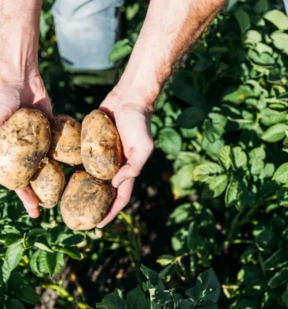 Potatoes
