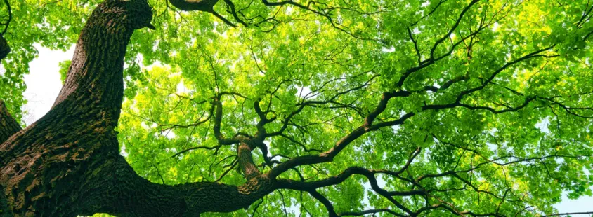 Ferienwohnung in der Natur von Podlonk