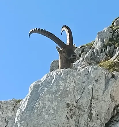 Mountain guide