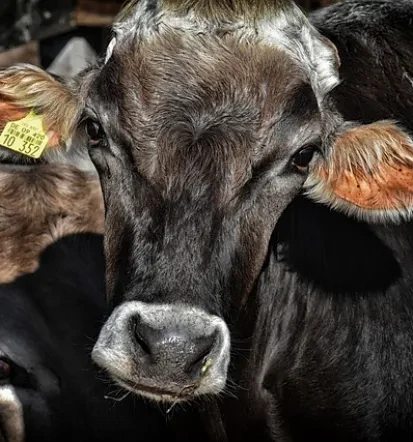 Animal feed