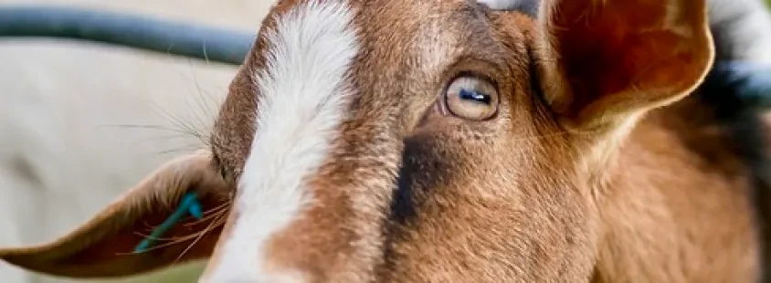 Premix antioxidants for animal feed Slovenia