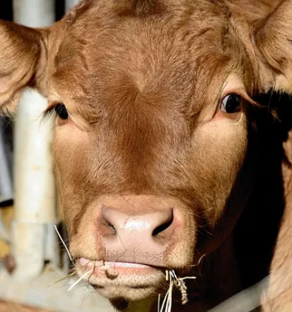 Animal feed