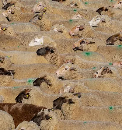 Animal feed